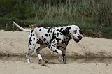 DALMATIEN 287